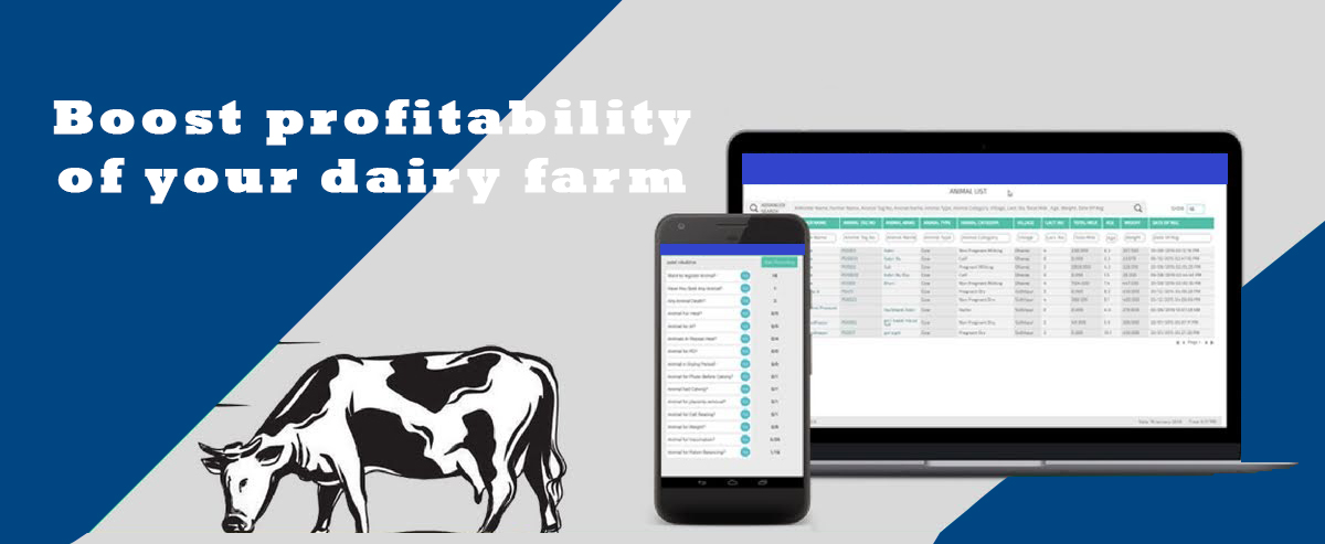 DAIRY FARM